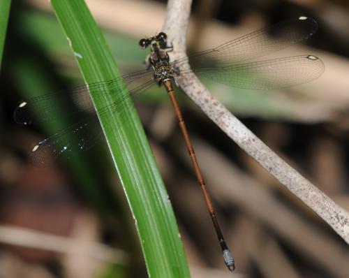 Eoargiolestes ochraceus